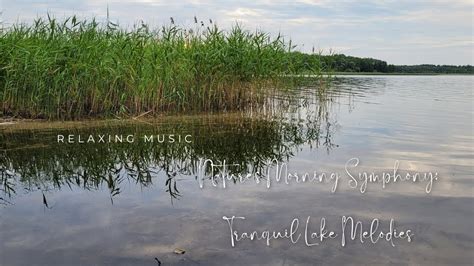  Whispering Pines -  A Symphony of Tranquil Melodies Embraced by Gentle Nature Sounds